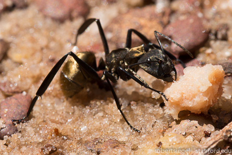 gold butt ant